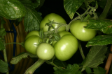 Solanum lycopersicum RCP8-2013 103 - Copy.JPG